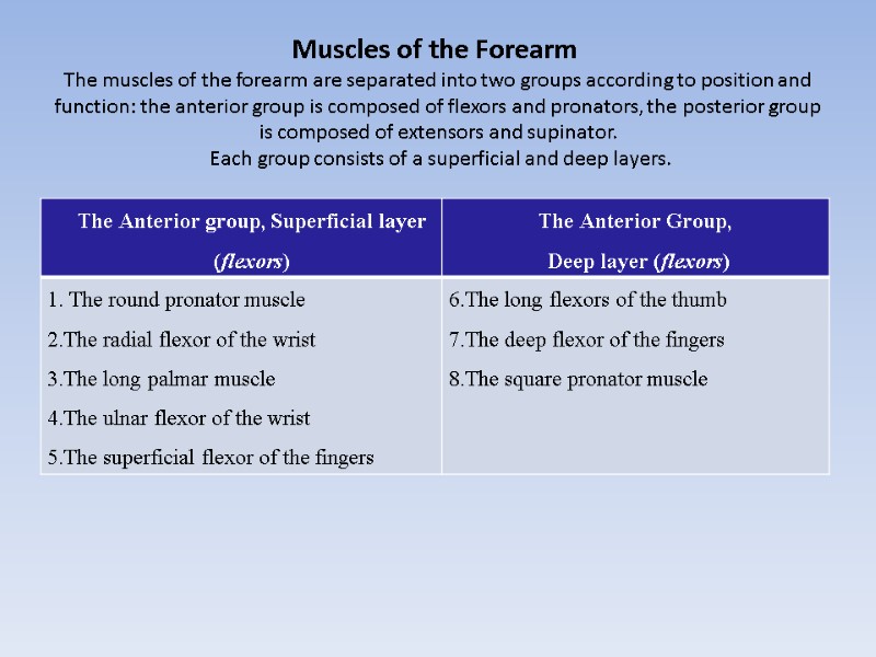 Muscles of the Forearm  The muscles of the forearm are separated into two